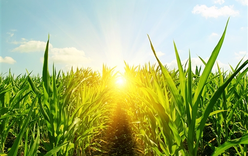 化肥，工业革命成果，现代农业支撑